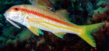 Mullus surmuletus_09.jpg